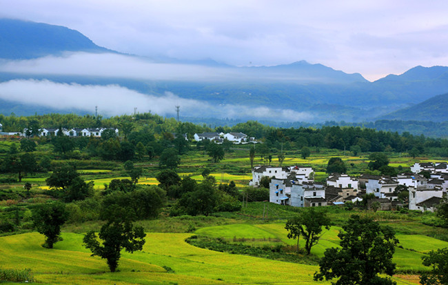 稻花香裏説豐收 皖南田園秋如畫