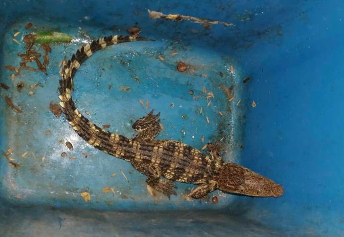 奔走相告!合肥天鵝湖的鱷魚,被抓到啦!