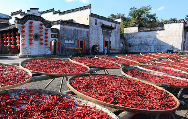 又是一年豐收季 徽州“曬秋”別樣紅