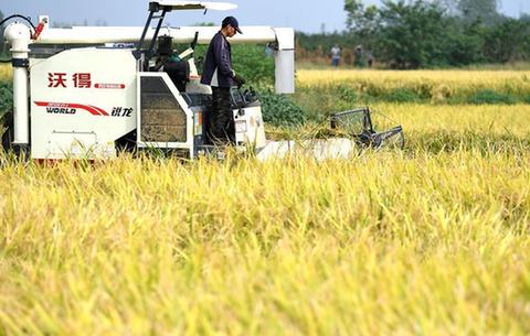安徽:熱火朝天忙稻收