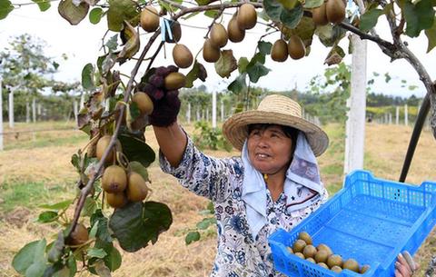 安徽:“獼猴桃經濟”富農家
