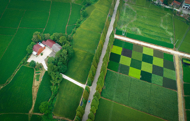 航拍:花團錦簇秋多彩 田園風光景如畫