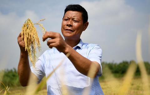 種糧大戶陳良玉:“又是一個豐收年”