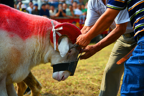 安徽碭山:“鬥羊”大賽慶豐收