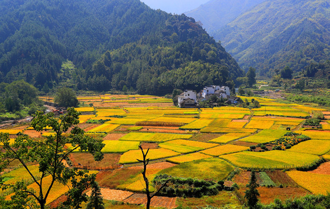秋日流金豐收圖 稻花飄香伴青山