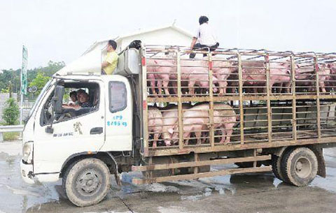 貨車上接連“逃走二師兄”司機渾然不知 路人及時報警找回