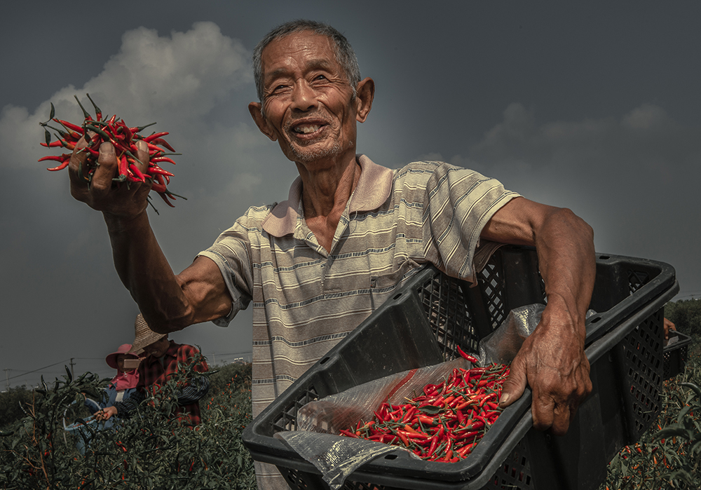 农民丰收辣椒时的喜悦