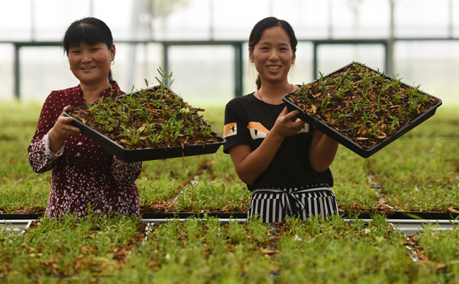 小石斛大作為 創收致富促就業