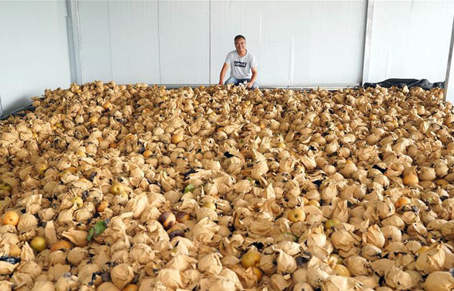 安徽小崗:“改革第一村”的秋味別樣甜