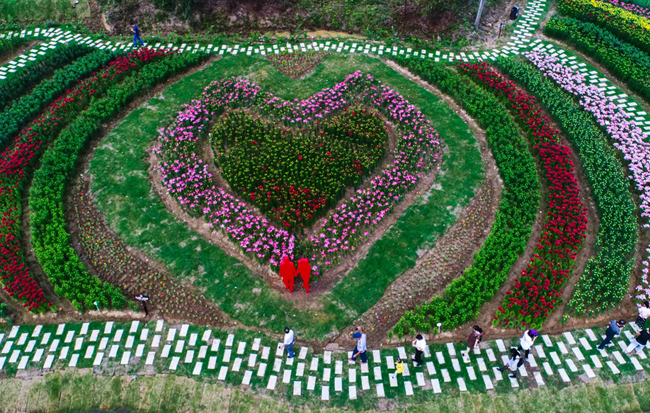 航拍:百合花裝點浪漫秋日