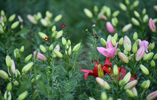 田野鄉間百合香 五彩綻放滿園芳