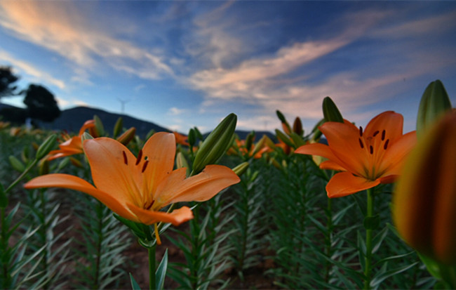 田野鄉間百合香 五彩綻放滿園芳