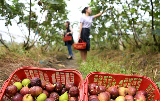 安徽:特色種植富農家