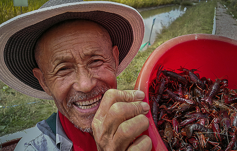 “稻蝦共養”新模式 脫貧致富好路數