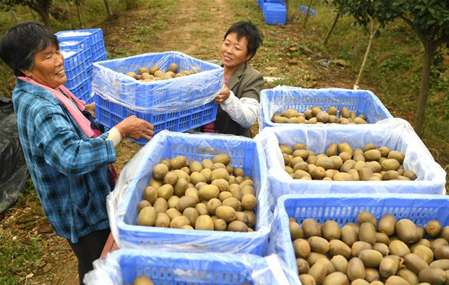 安徽:“獼猴桃經濟”助增收