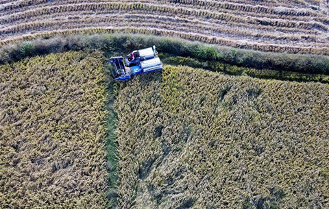 安徽鳳陽:金秋時節忙稻收