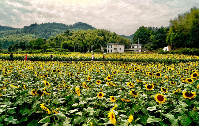 航拍:山間葵花向日晴 遍地盛開鑲滿金