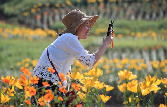 石林“花海”迎國慶 金秋皖南醉遊人