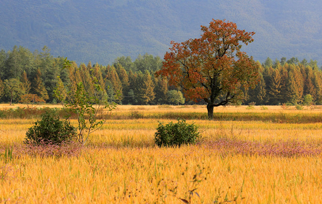 秋染塔川 田園流金