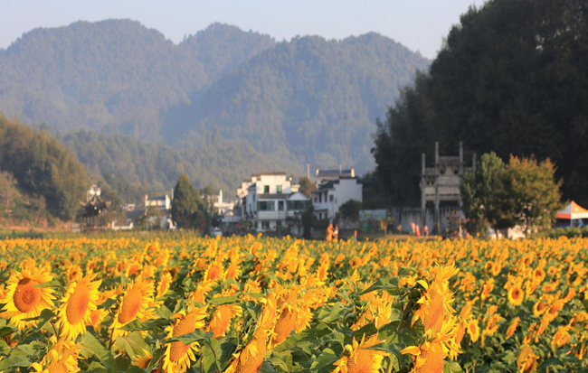 徽州人家葵花開 滿園灑金惹人愛