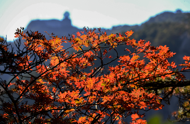 黃山進入最佳賞秋期