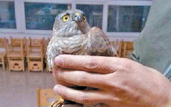 含山警民聯手救治受傷“雀鷹”回歸大自然