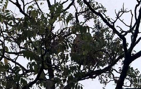 馬蜂威脅“護學崗” 合肥民警捅掉兩個馬蜂窩