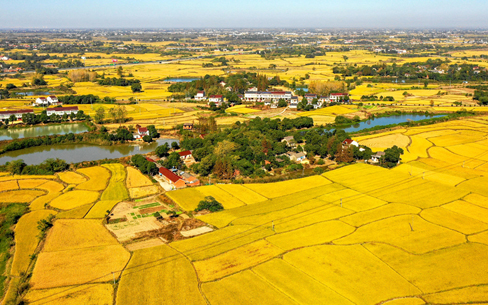 航拍:處處豐收見美景 萬頃良田泛金波