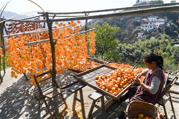 皖南山村柿子飄香