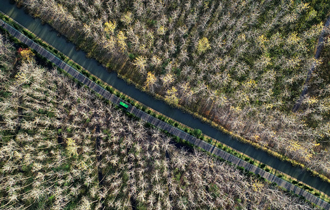航拍合肥濱湖國家森林公園:秋色旖旎 層林盡染