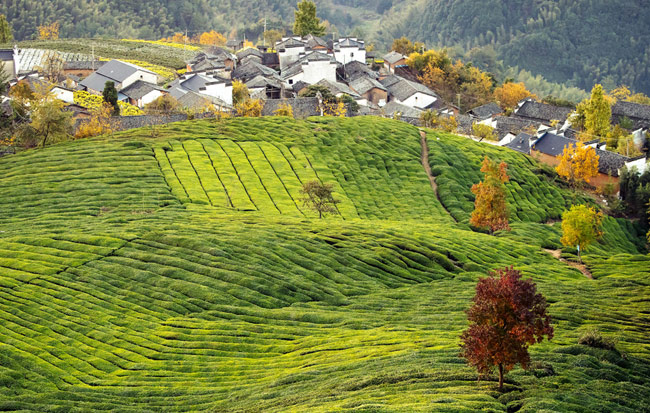 高山古村秋色美