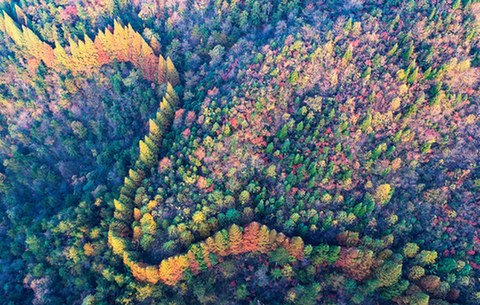 綿綿群山秋正濃 山山楓色盡染中