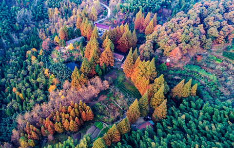 綿綿群山秋正濃 山山楓色盡染中