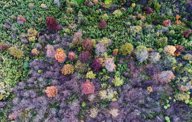 航拍:最美山鄉秋正好 五彩繽紛霜滿樹