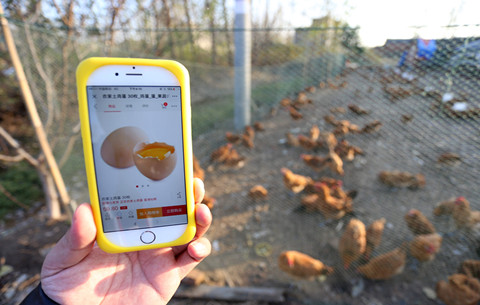 一枚土雞蛋的“雙十一”之旅