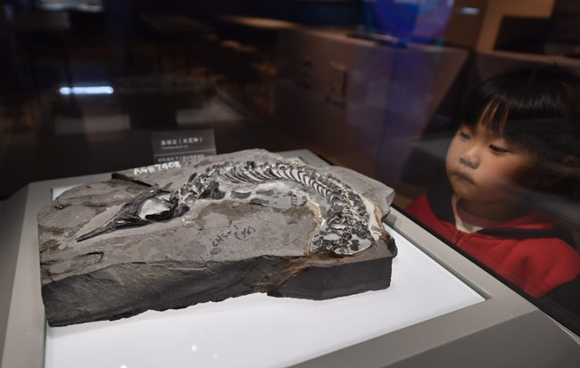 世界罕見“巢湖龍動物群”首次集中展出