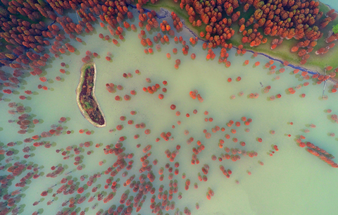 航拍：霞光鳥影映碧波 &ldquo;杉&rdquo;色正美入勝境