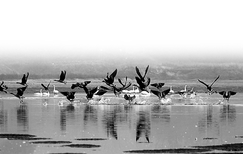 安徽省有記錄水鳥總數首次超過20萬只