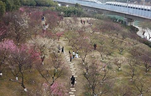 合肥:梅花美如畫