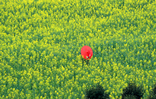 皖南菜花黃 田園踏歌忙