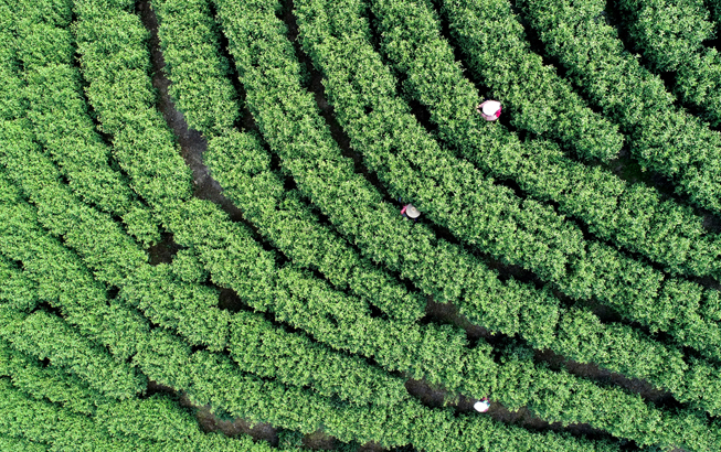 航拍：明前採茶忙