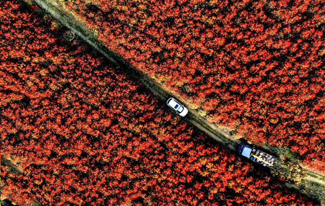 航拍:石楠逢春時 荒山披“紅粧”