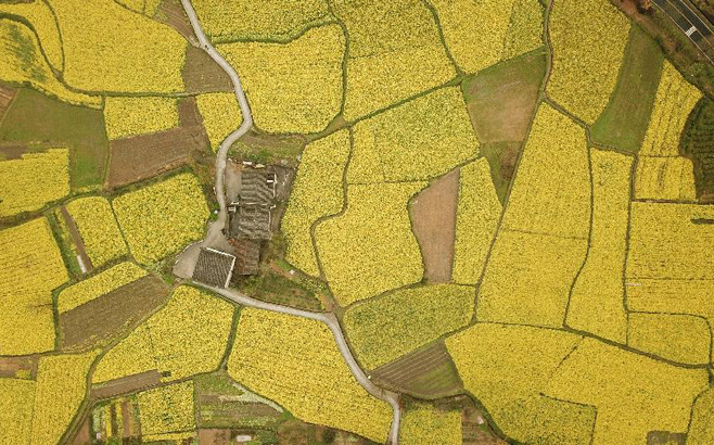 安徽黟縣：油菜花開景如畫