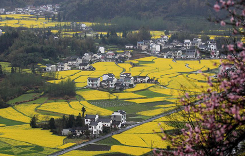 油菜花開春色美