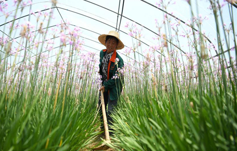 安徽：“鲜花经济”助力乡村振兴