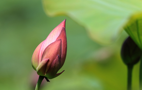 新安江畔荷花開