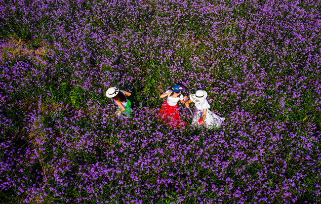 航拍:夏花如海人如夢
