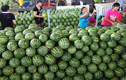 合肥西瓜銷售點開放 全市共676處銷售點