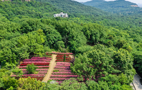 航拍:“四季花海”扮靚“八公仙境”