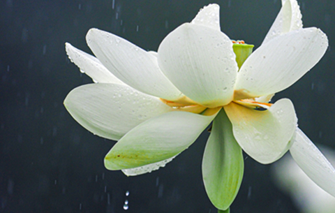 雨中荷花分外嬌